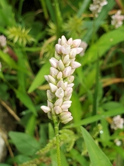 Persicaria