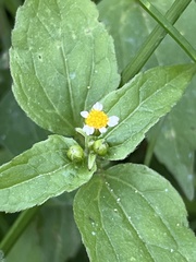 Galinsoga parviflora