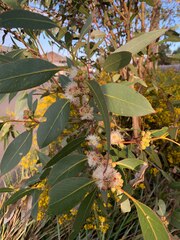 Eucalyptus ovata