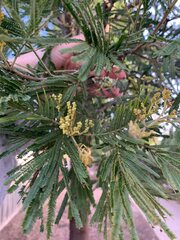 Acacia mearnsii
