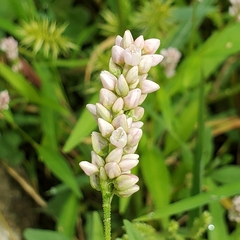 Persicaria