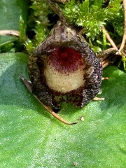 Corybas incurvus