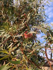 Eucalyptus leucoxylon