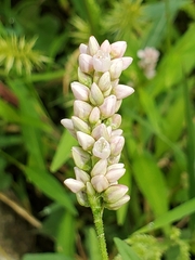 Persicaria