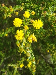 Acacia paradoxa