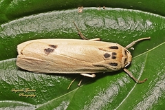 Lepidoptera