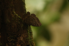 Erebus walkeri