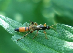 Schizopyga circulator