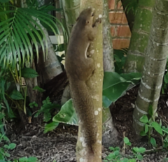 Callosciurus notatus