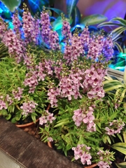 Angelonia angustifolia