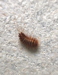 Anthrenocerus australis