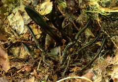 Geoglossum difforme