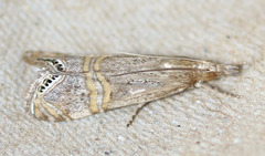 Euchromius californicalis