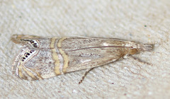 Euchromius californicalis