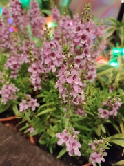 Angelonia angustifolia