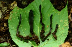 Geoglossum difforme