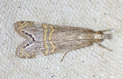 Euchromius californicalis