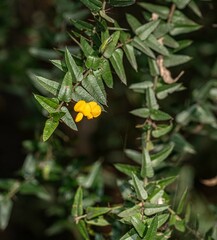 Podolobium aciculiferum