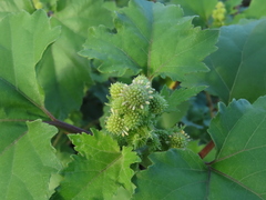Xanthium echinatum