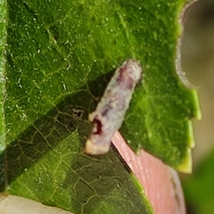 Trichoptera