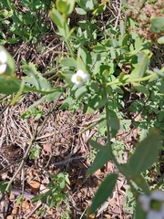 Montinia caryophyllacea