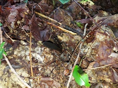 Geoglossum difforme