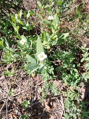 Montinia caryophyllacea