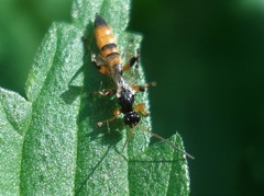 Schizopyga circulator