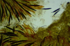 Geoglossum difforme
