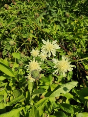 Cephalaria litvinovii