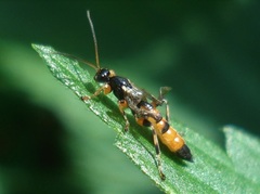 Schizopyga circulator
