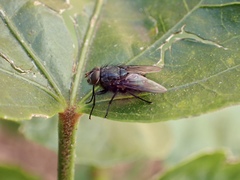 Calliphoridae