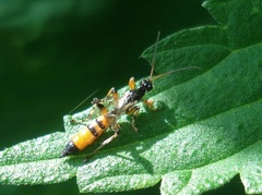 Schizopyga circulator