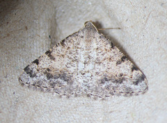Digrammia colorata