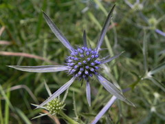 Eryngium amethystinum