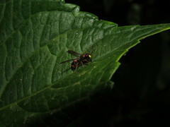 Ancistrocerus haematodes