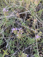 Thymus calcareus