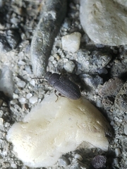 Blapstinus