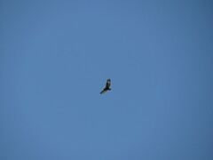 Buteo buteo insularum
