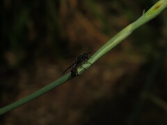 Cerceris concinna