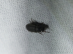 Blapstinus