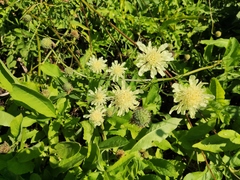 Cephalaria litvinovii