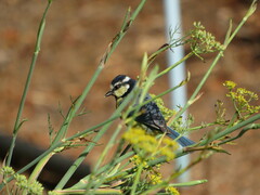 Cyanistes teneriffae