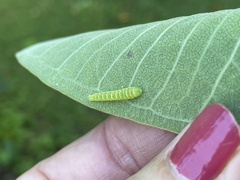 Paectes abrostoloides