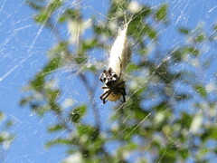 Cyrtophora citricola