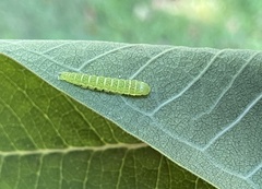 Paectes abrostoloides