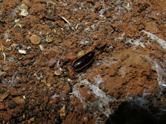 Loboptera canariensis