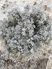 Artemisia hololeuca