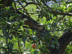 Phylloscopus canariensis