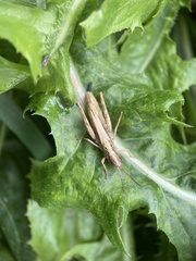 Chorthippus apricarius